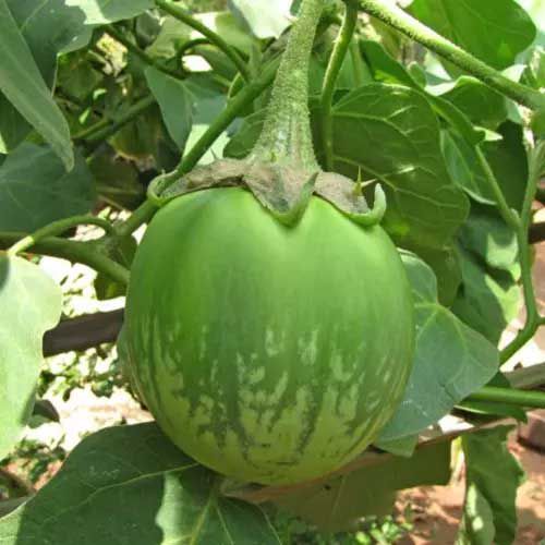 Brinjal Green Round Kantedar